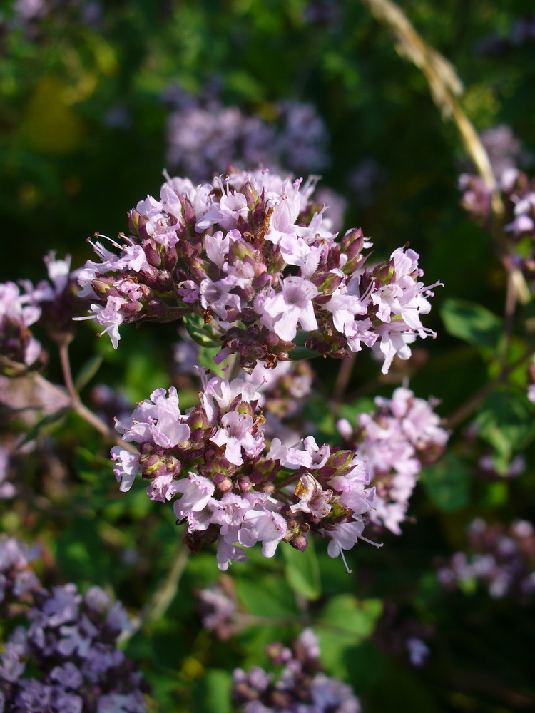 Изображение особи Origanum vulgare.