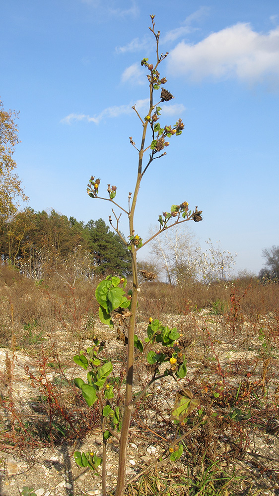 Image of Abutilon theophrasti specimen.