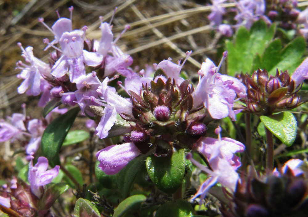 Изображение особи Thymus bashkiriensis.