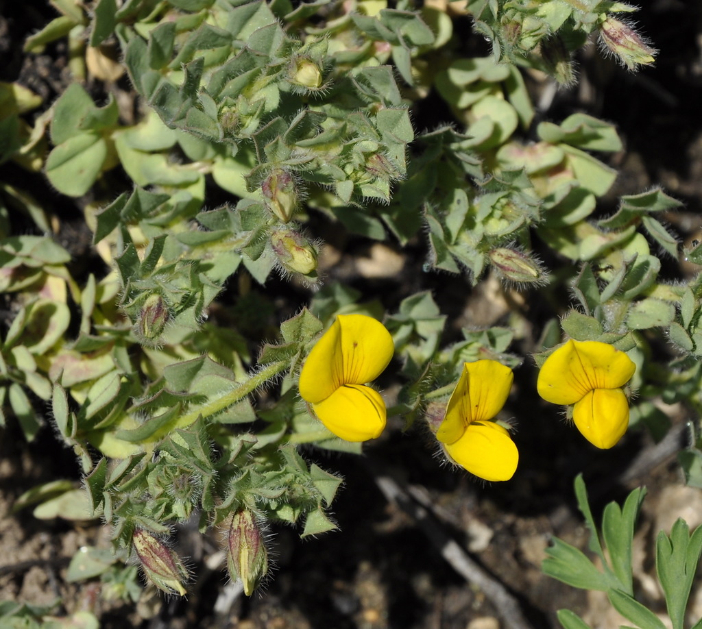 Image of Lotus edulis specimen.