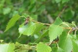 Betula pendula. Верхушка ветви с пчелой медоносной (Apis mellifera L.), собирающей прополис. Восточный Казахстан, Уланский р-н, с. Украинка, дачный участок. 15.06.2005.