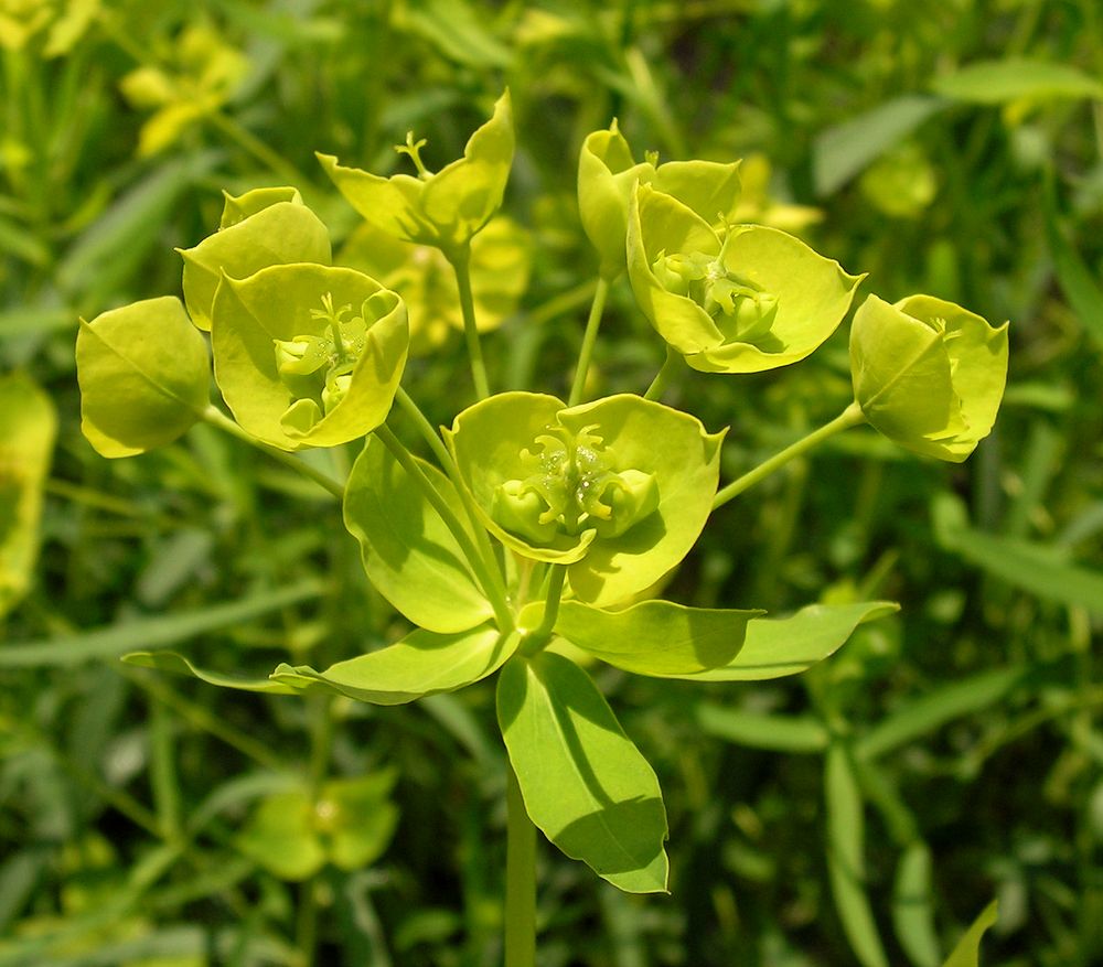 Изображение особи Euphorbia esula.