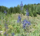 Delphinium elatum. Верхняя часть цветущих растений. Восточно-Казахстанская обл., г. Риддер, окр. Малоульбинского вдхр., берег ручья. 28.07.2008.