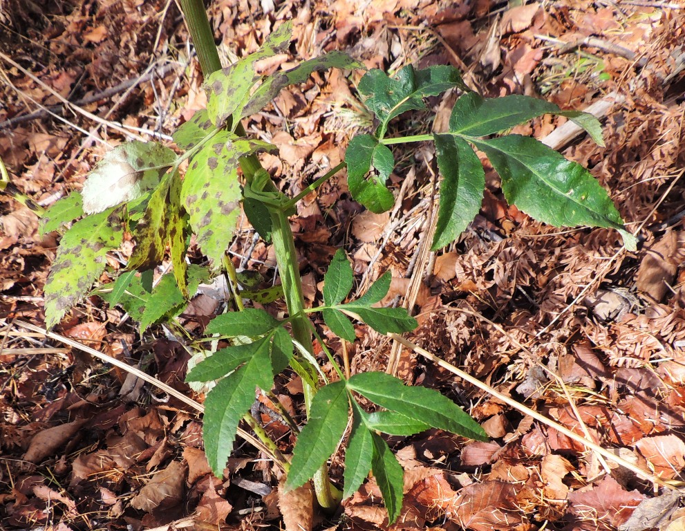 Image of Cicuta virosa specimen.