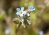 Myosotis micrantha. Соцветие. Украина, Луганская обл., г. Кировск, склон холма в балке. 03.05.2014.