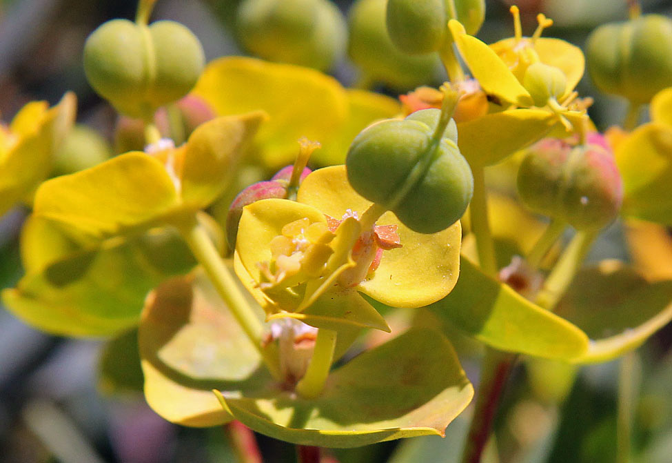 Изображение особи Euphorbia dendroides.