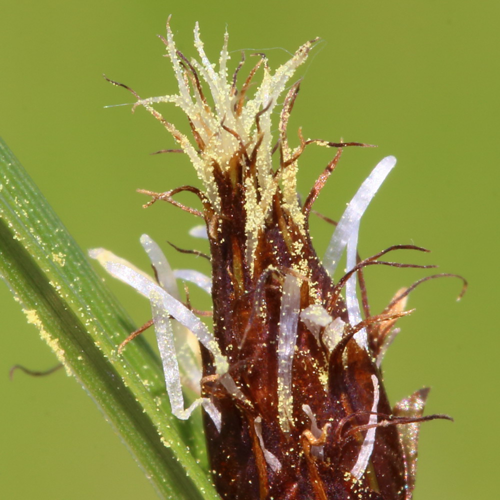 Image of Bolboschoenus planiculmis specimen.