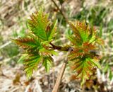 Viburnum opulus