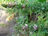 Lespedeza juncea
