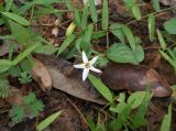 Jasminum scandens. Часть побега с цветком. Камбоджа, Археологический парк Ангкор. 27 июня 2012 г.