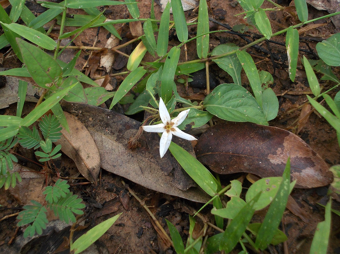 Изображение особи Jasminum scandens.