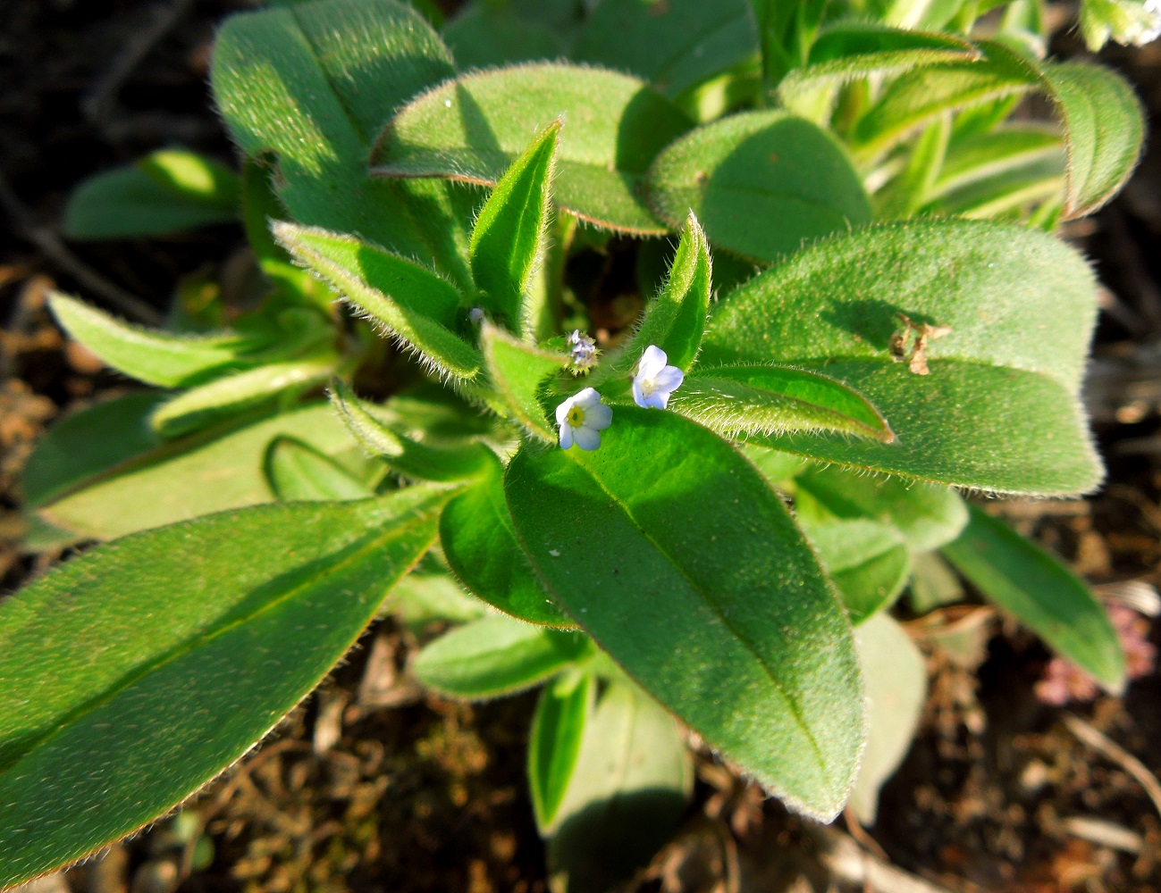 Image of Myosotis sparsiflora specimen.