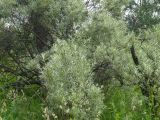 Hippophae rhamnoides
