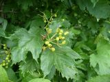 Viburnum opulus