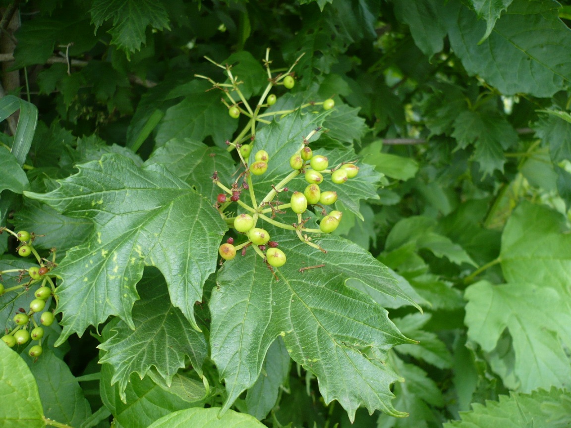 Изображение особи Viburnum opulus.