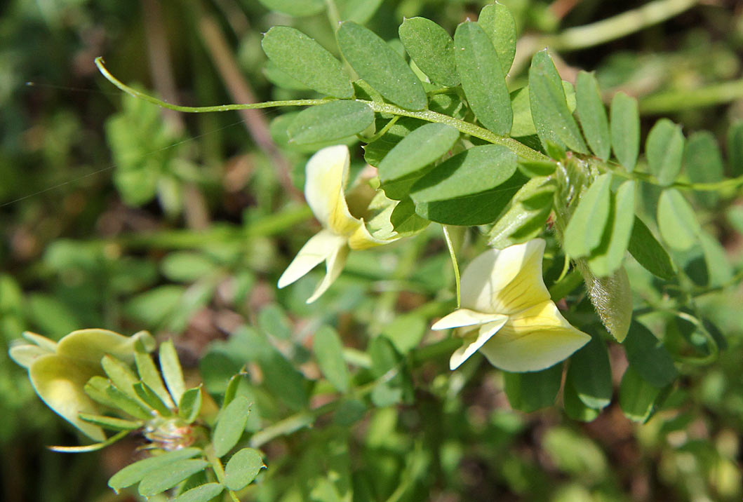 Image of Vicia hybrida specimen.