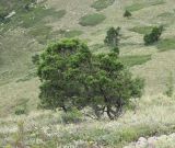 Juniperus foetidissima