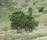 Juniperus foetidissima. Вегетирующее растение. Черноморское побережье Кавказа, Геленджикский р-н, восточный склон г. Совхозная, горная степь, высота около 650 м н.у.м.
