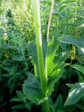 Cirsium oleraceum