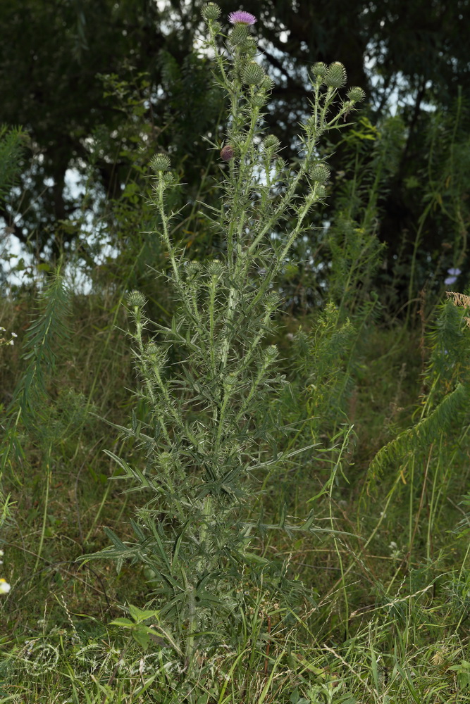 Image of Cirsium vulgare specimen.