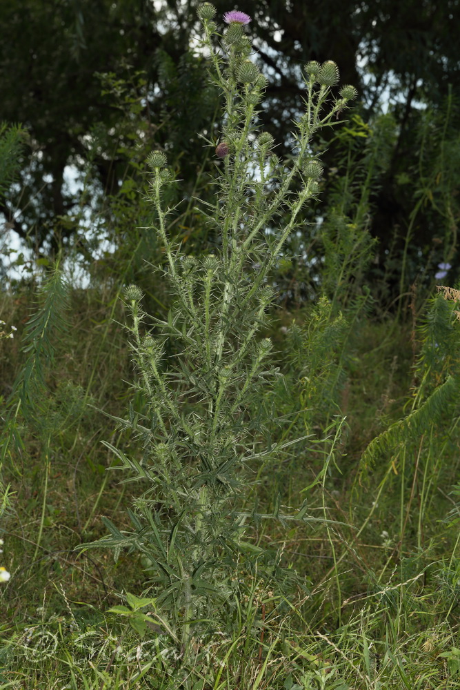 Изображение особи Cirsium vulgare.