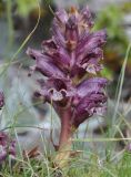 Orobanche alba