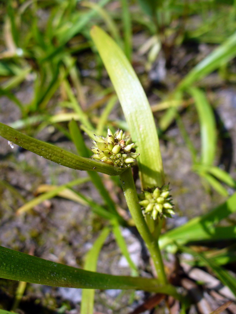 Image of Sparganium natans specimen.