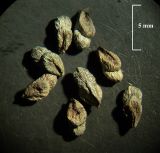 Craniospermum subvillosum