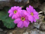 Primula minkwitziae