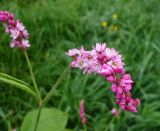 Persicaria orientalis