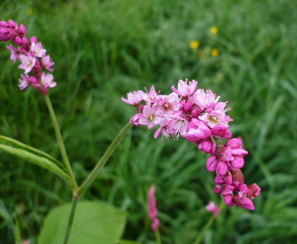 Image of Persicaria orientalis specimen.