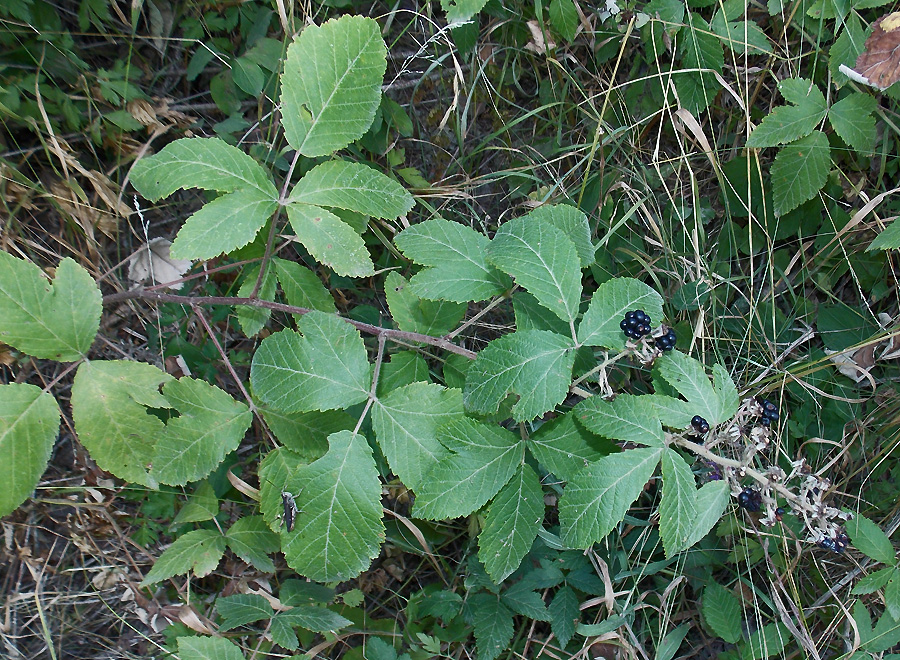 Image of Rubus canescens specimen.