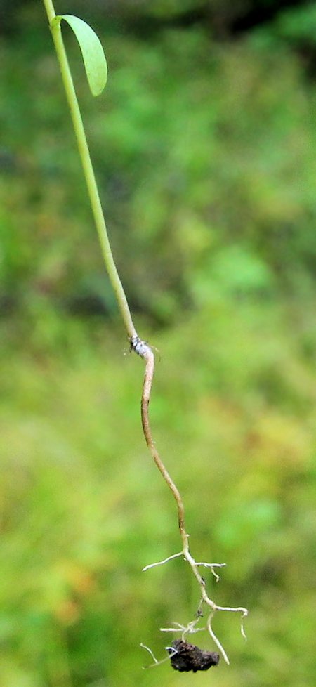 Image of Ophelia tetrapetala specimen.