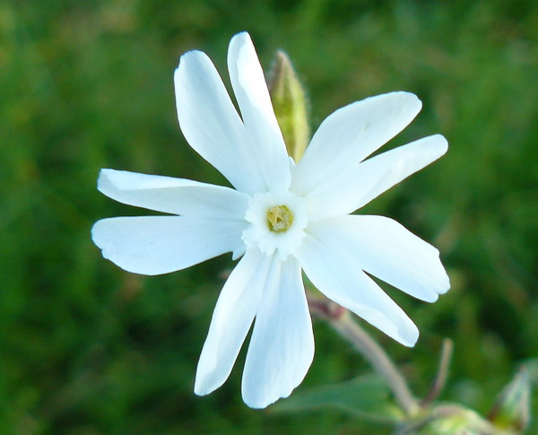 Image of Melandrium album specimen.