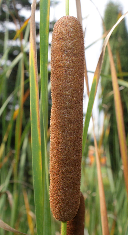 Изображение особи Typha angustifolia.