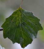 род Populus