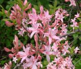 genus Rhododendron