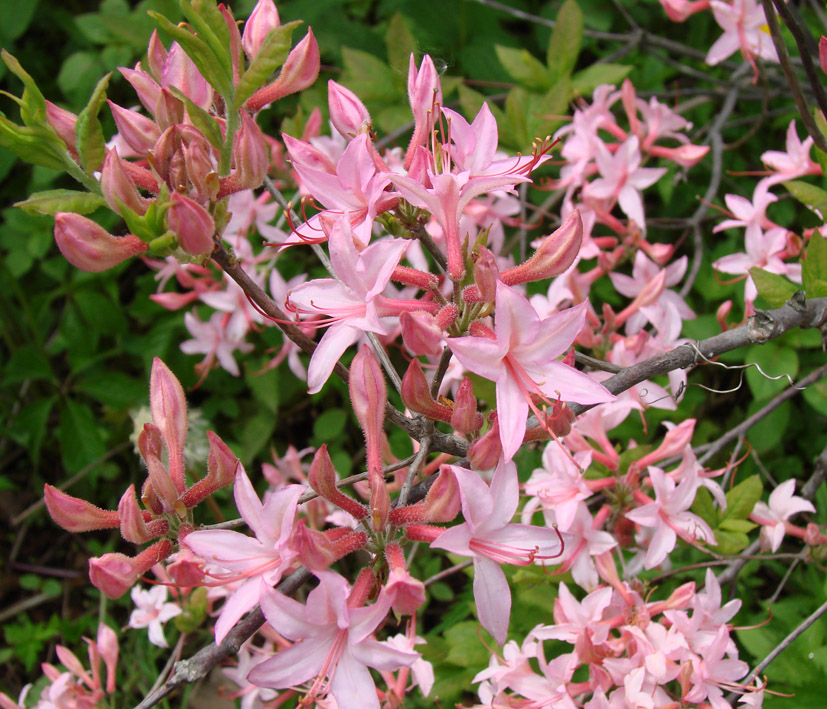Image of genus Rhododendron specimen.