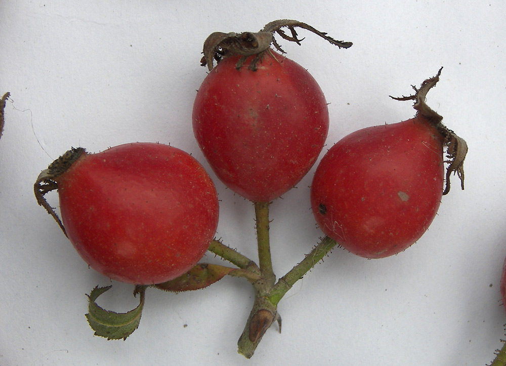 Image of Rosa marginata specimen.