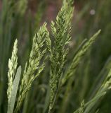 Poa pratensis. Нераспустившиеся соцветия. Московская обл., Раменский р-н, окр. ж.-д. платформы Хрипань, просека под ЛЭП.
