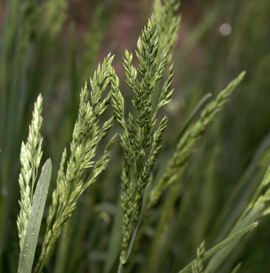 Изображение особи Poa pratensis.