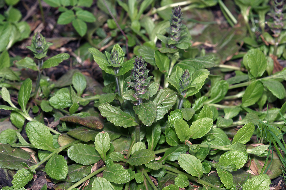 Image of Ajuga reptans specimen.
