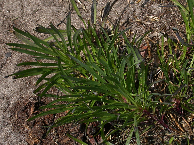 Image of Gypsophila fastigiata specimen.