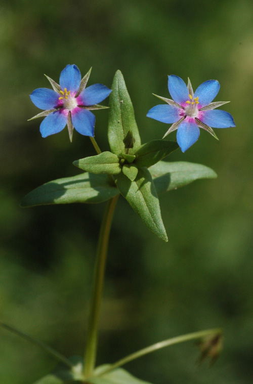 Изображение особи Anagallis foemina.