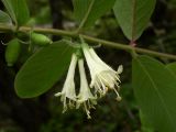 Lonicera caerulea. Побег с цветками. Ботанический сад МГУ на Воробьевых Горах. 26.05.2006.