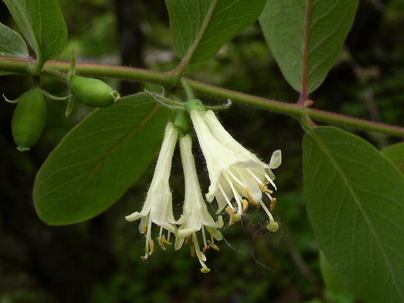 Image of Lonicera caerulea specimen.