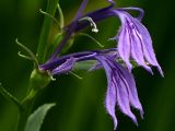 Lobelia sessilifolia. Цветок. Камчатский край, Елизовский район, пойма реки Халактырка, заболоченный луг. 21.07.2006.