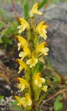 Pedicularis oederi. Соцветие. Камчатский край, Елизовский район, горная тундра, подножье вулкана Авачинская сопка. Июль 2008 г.