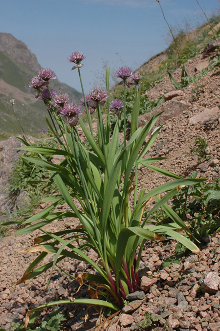 Image of Allium amblyophyllum specimen.