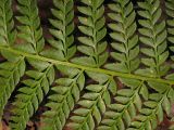 Polystichum aculeatum